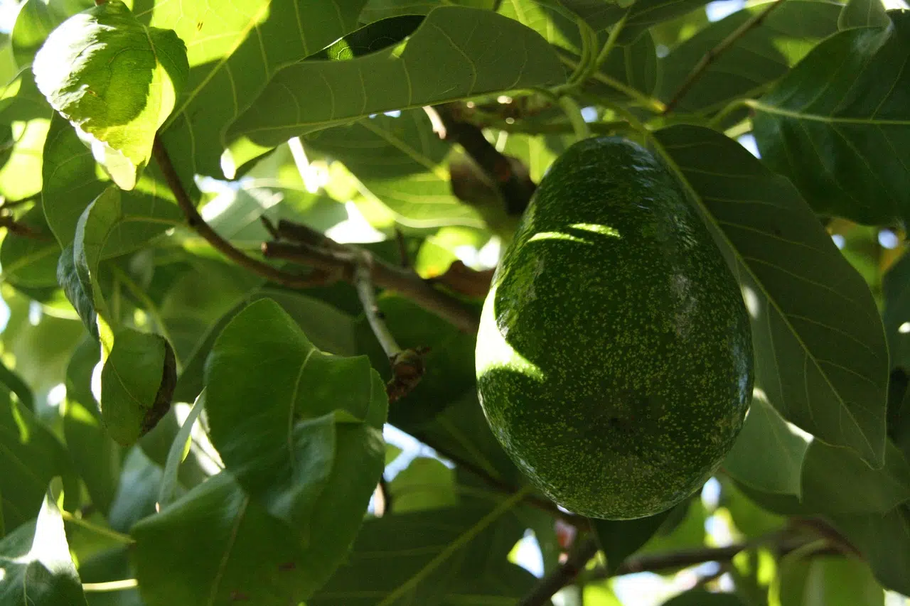 Comment et quand planter un avocatier ?