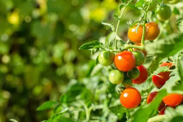 Quelles sont les meilleures astuces pour entretenir des plants de tomates durant la culture ?