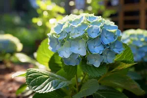 Pourquoi mon hortensia devient vert ? Causes et solutions efficaces