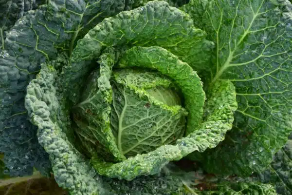 Optimisez votre potager avec les plantes compagnes les plus efficaces