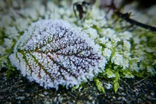 Concevoir un jardin d’hiver pour profiter de votre espace extérieur toute l’année : nos astuces