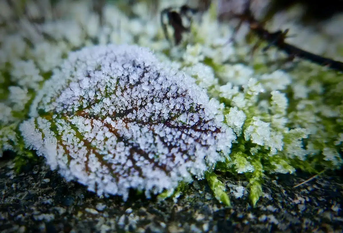 Concevoir un jardin d’hiver pour profiter de votre espace extérieur toute l’année : nos astuces