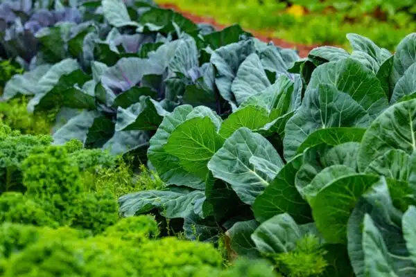 Les légumes les plus savoureux pour votre potager estival