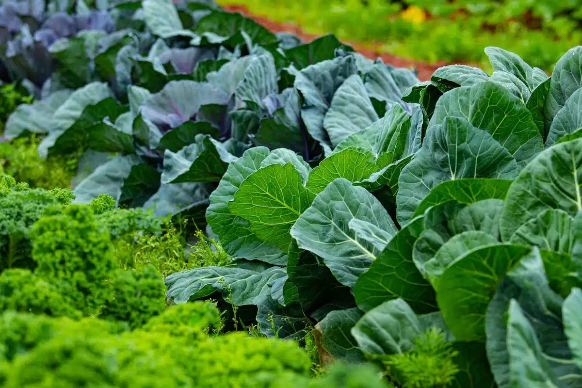 Les légumes les plus savoureux pour votre potager estival