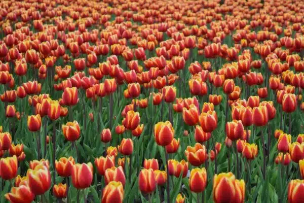 Les astuces indispensables pour une plantation réussie de bulbes de fleurs