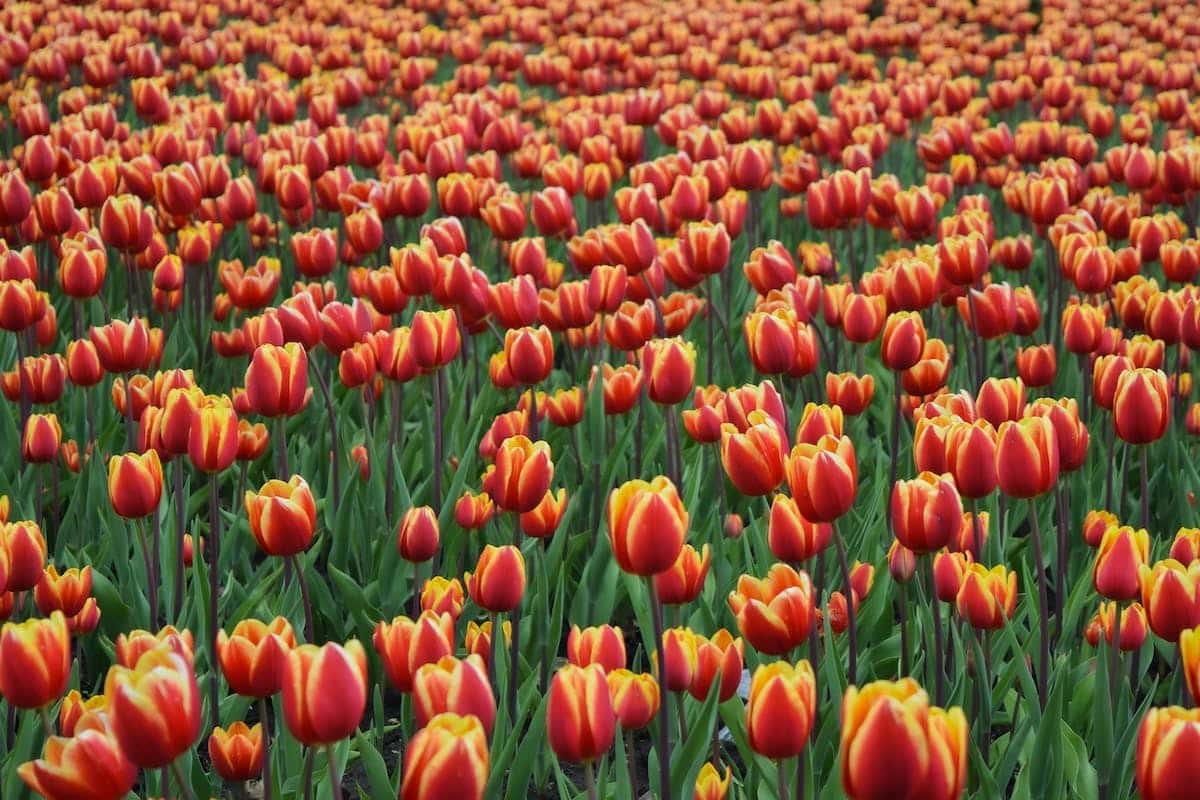 Les astuces indispensables pour une plantation réussie de bulbes de fleurs