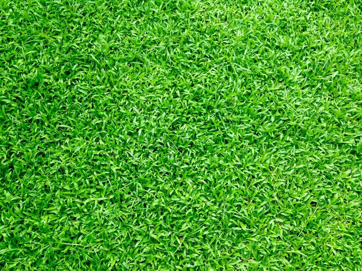 compost  pelouse