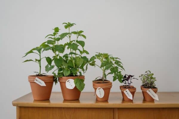 Rotation des cultures en potager : les techniques efficaces pour une récolte saine et abondante