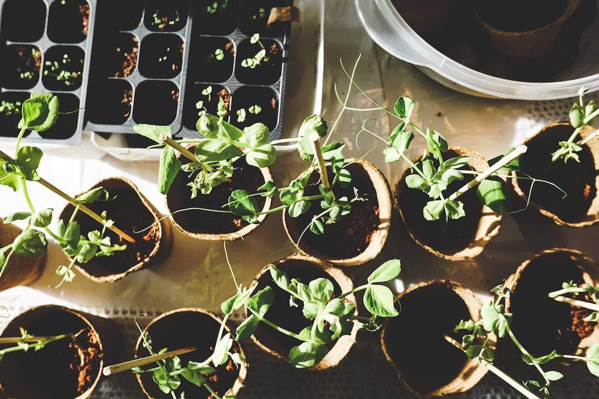 Les étapes essentielles pour démarrer votre propre potager facilement