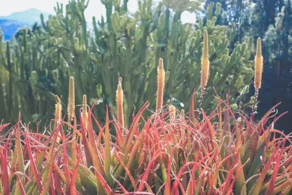 Conseils pour un jardin résistant à la sécheresse : les plantes idéales à privilégier