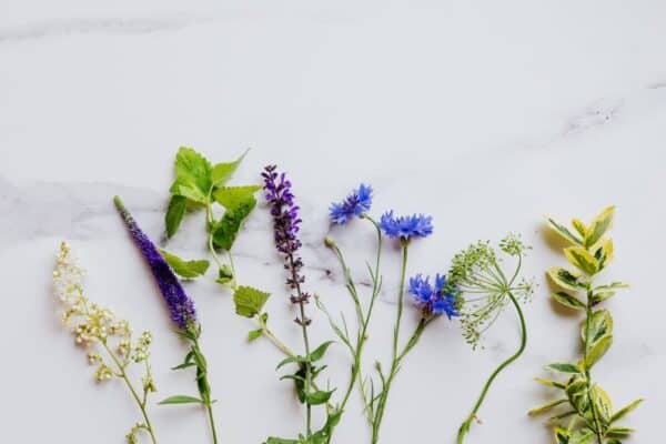 Cultiver et cuisiner les fleurs comestibles : les secrets d’une cuisine florale réussie