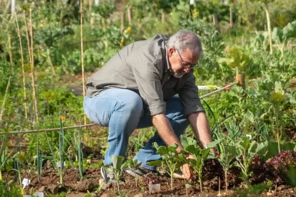 Les légumes inratables pour les débutants en jardinage