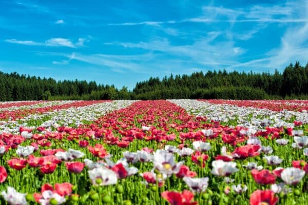 Créer un magnifique massif de fleurs pour un petit jardin : nos astuces et conseils