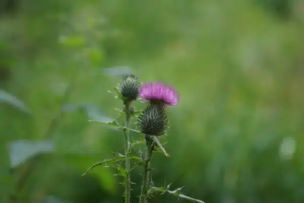 Cultiver et profiter des vertus des fleurs médicinales : un guide complet