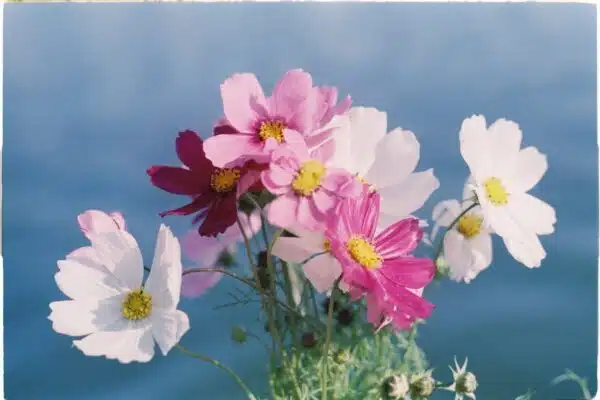 Les fleurs les plus charmantes pour embellir votre jardin au printemps