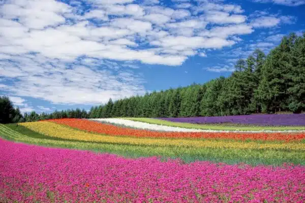 Fleurs Incontournables pour Illuminer Votre Jardin Tout au Long de l’Année