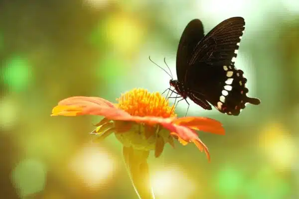 Attirer les papillons et les abeilles dans son jardin : les fleurs incontournables