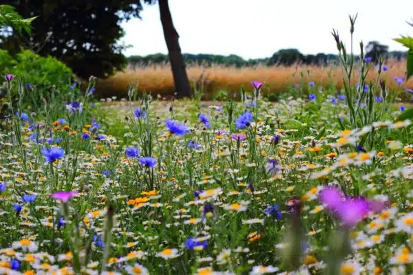 Créez un jardin de fleurs sauvages pour un festival de pollinisateurs