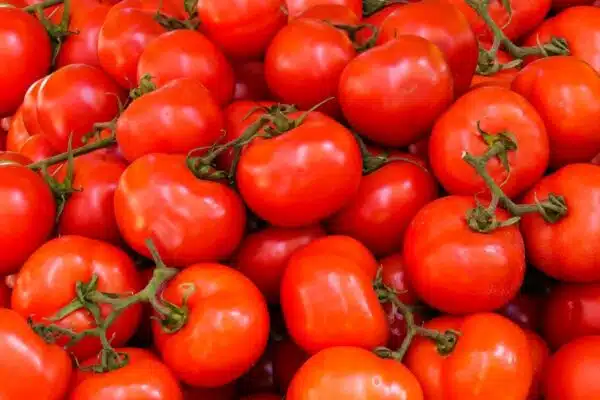 Les clés pour une première culture de tomates réussie dans votre potager