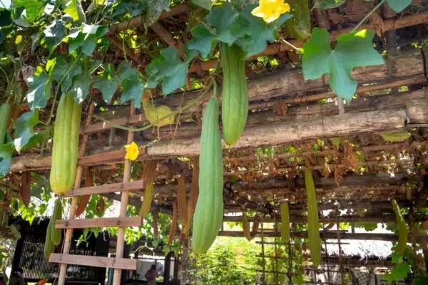 Sublimez vos murs et clôtures avec ces plantes grimpantes fleuries