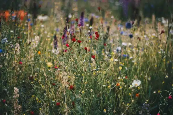 Les fleurs sauvages indispensables pour attirer les pollinisateurs dans votre jardin
