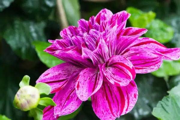 Prolonger la floraison de vos fleurs : Astuces efficaces et techniques incontournables