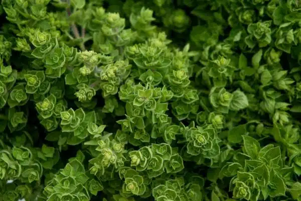 Guide ultime pour l’utilisation des plantes aromatiques dans l’aménagement de votre jardin