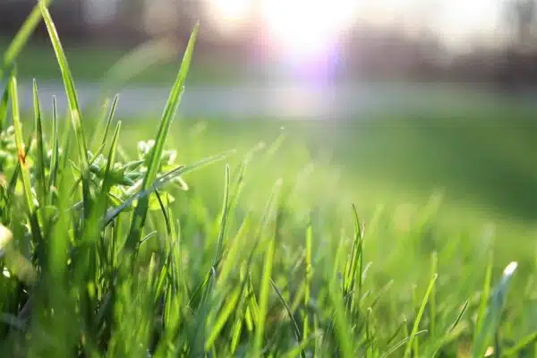 Les bienfaits environnementaux d’un gazon naturel face à un gazon synthétique