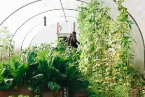 Cultiver un potager urbain : les astuces incontournables pour réussir