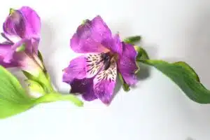 Fleurs toxiques et animaux domestiques : Guide pour sécuriser votre jardin