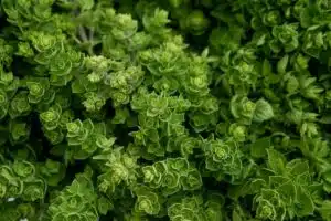 Les meilleures plantes aromatiques pour un jardin parfumé