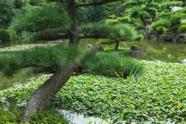 Les meilleures astuces pour créer un jardin écologique et respectueux de l’environnement