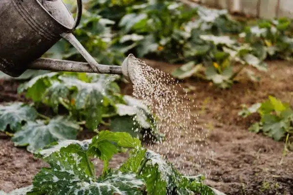 Créez votre propre jardin de fleurs médicinales : guide complet et conseils essentiels