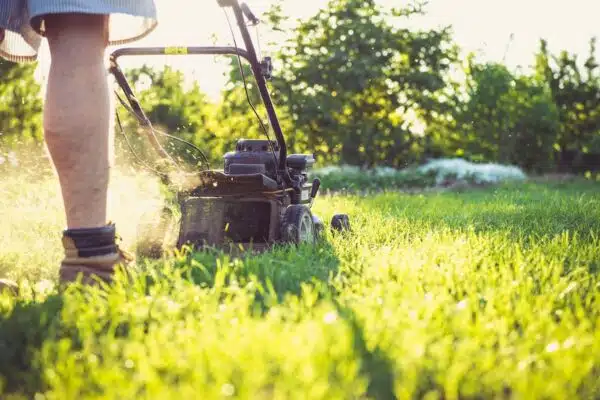 Obtenir un magnifique tapis de verdure : les clés pour un entretien méticuleux du gazon