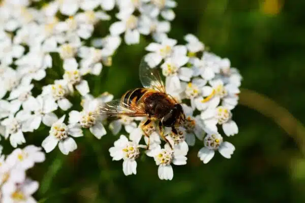 Les plantes mellifères indispensables pour attirer les abeilles dans votre jardin