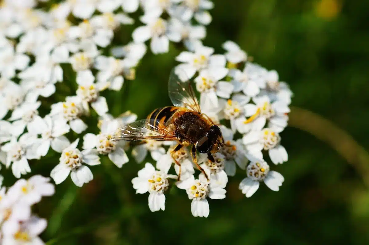 Les plantes mellifères indispensables pour attirer les abeilles dans votre jardin