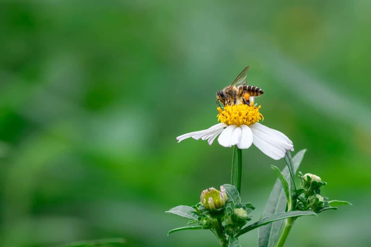 plantes mellifères