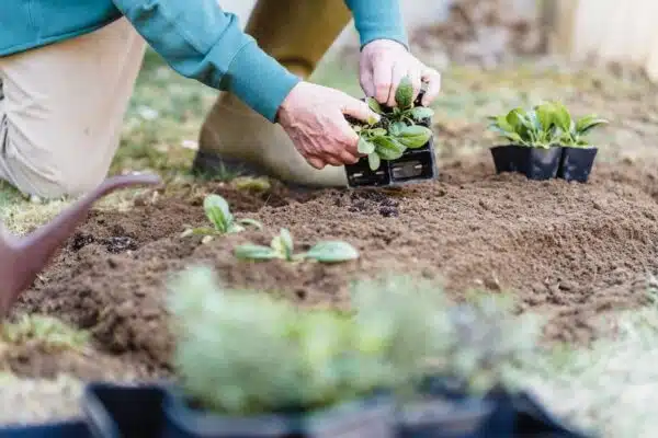 Aménager un potager dans un espace restreint : conseils et astuces efficaces