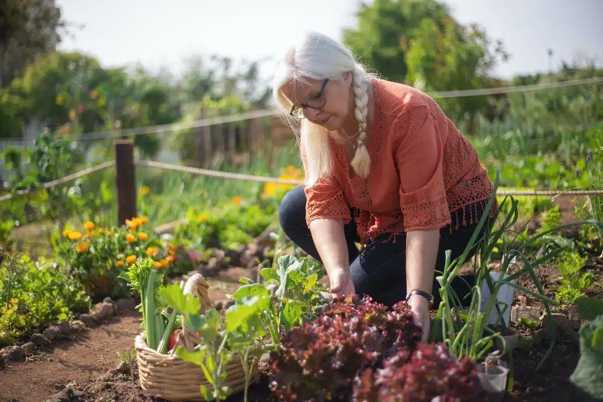 potager  restreint