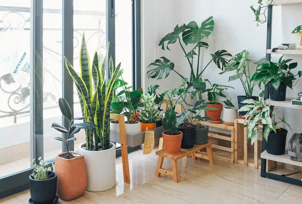 Les meilleures plantes d’intérieur pour les jardiniers débutants et pressés