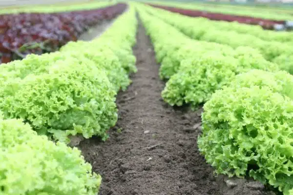 Les secrets d’un potager réussi dans un petit espace