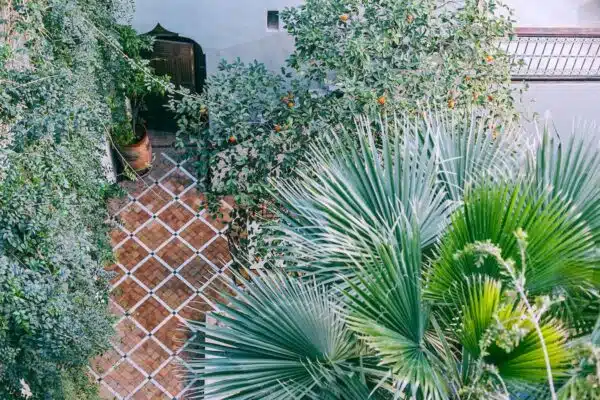 Plantes méditerranéennes : des alliées pour un jardin résistant à la sécheresse