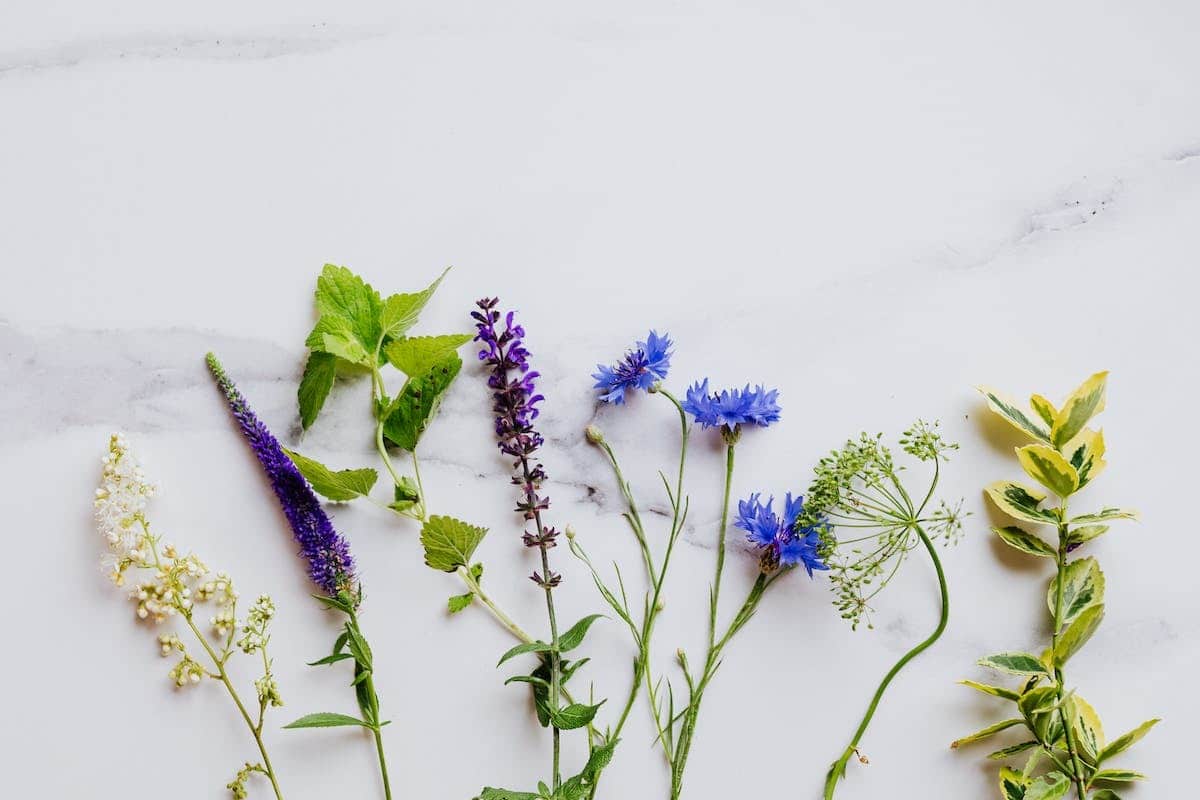 Les fleurs comestibles en cuisine : une explosion de saveurs à découvrir !