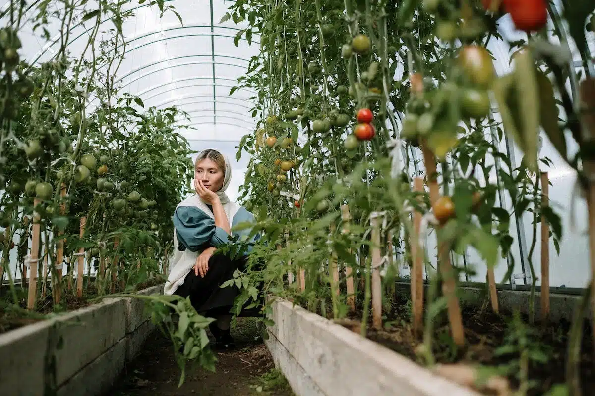 légumes  potager