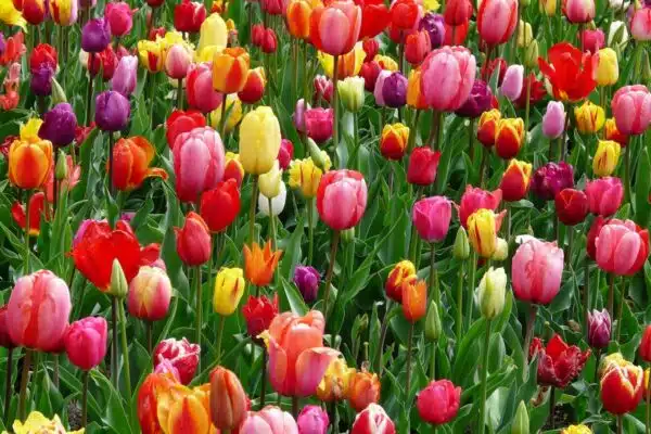 Les fleurs idéales pour un jardin coloré tout au long de l’année