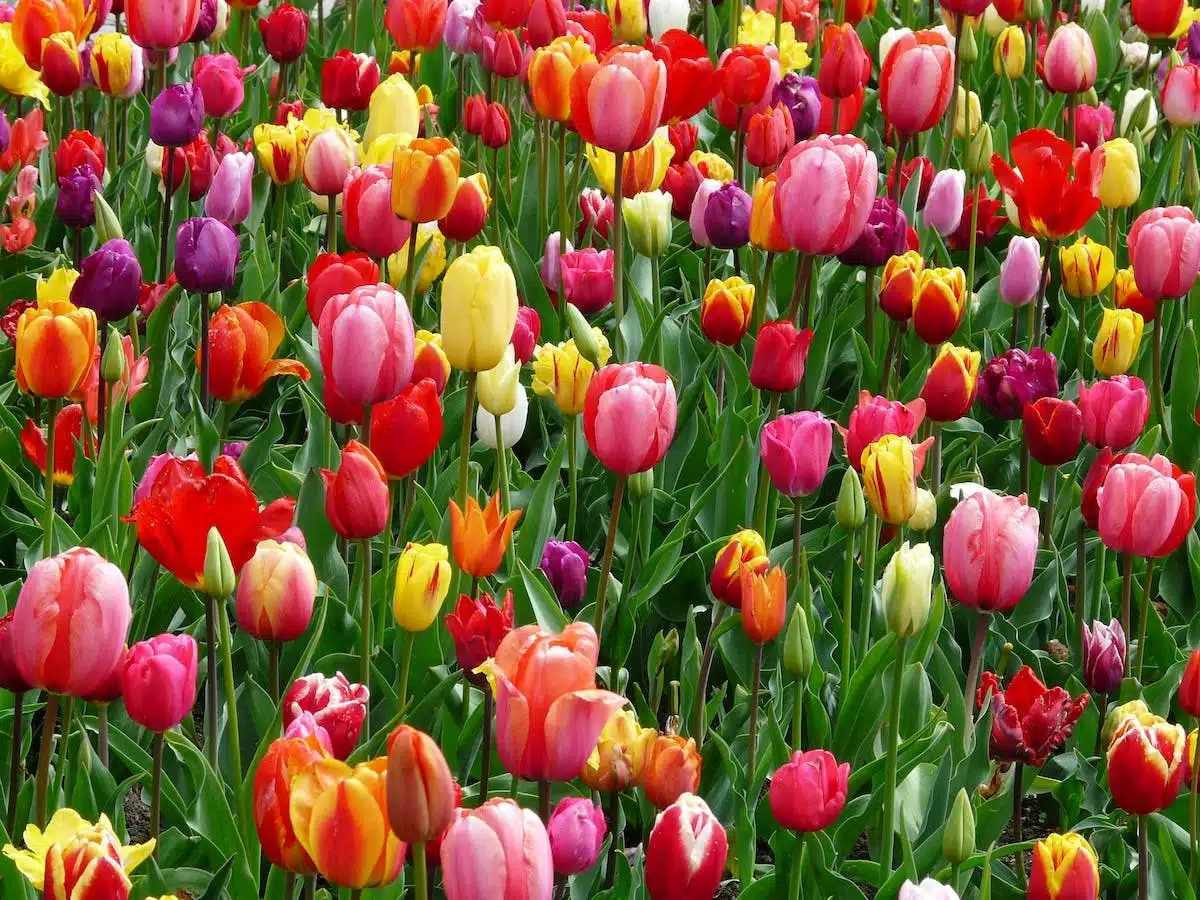 Les fleurs idéales pour un jardin coloré tout au long de l’année