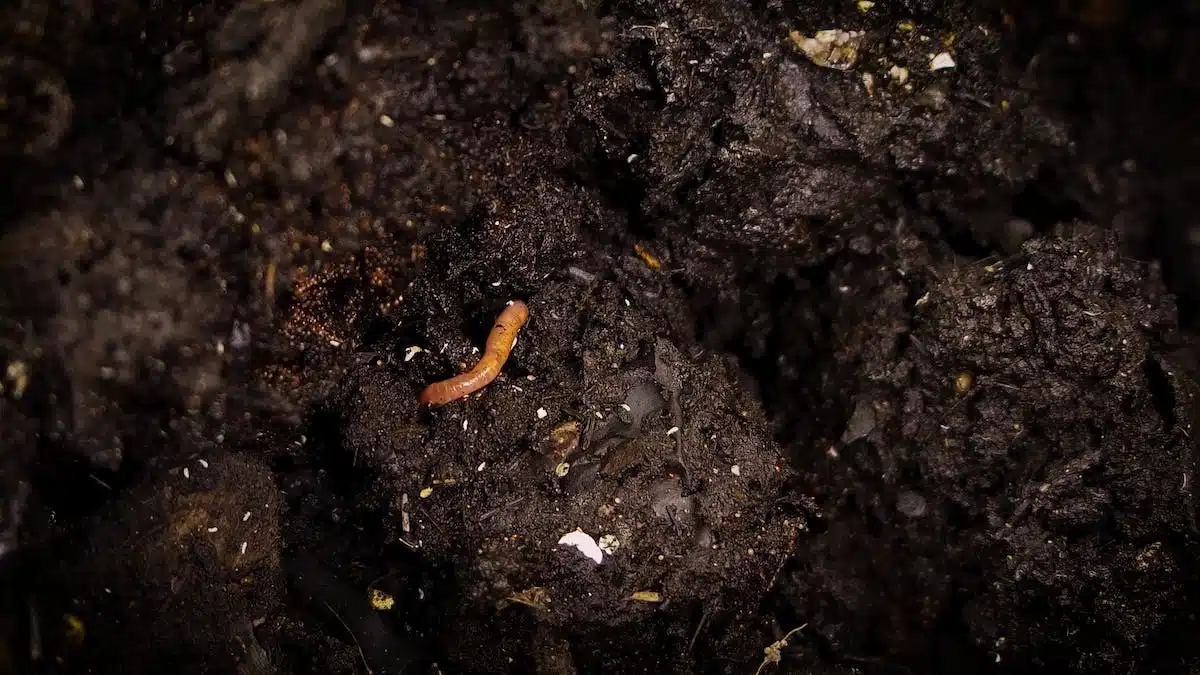 Les méthodes écologiques pour compostage dans un jardin sans déchets