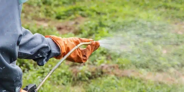 Réparation de gazon abîmé : découvrez les meilleures solutions pour un résultat optimal