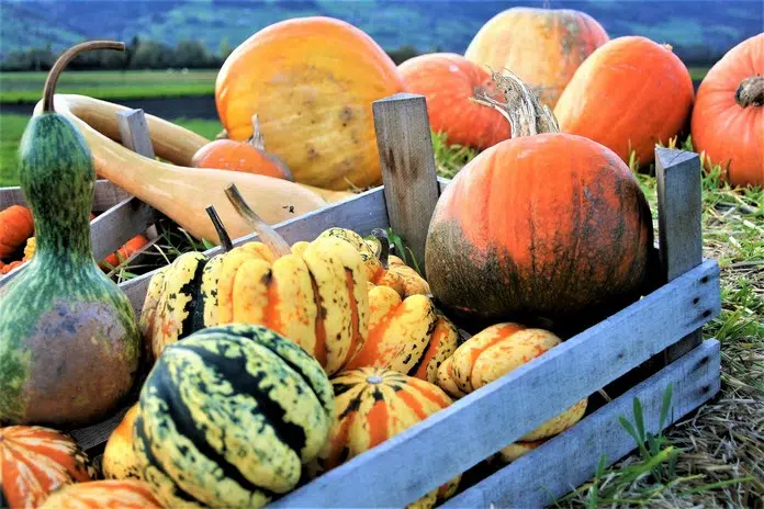 Comment prendre soin des citrouilles ?