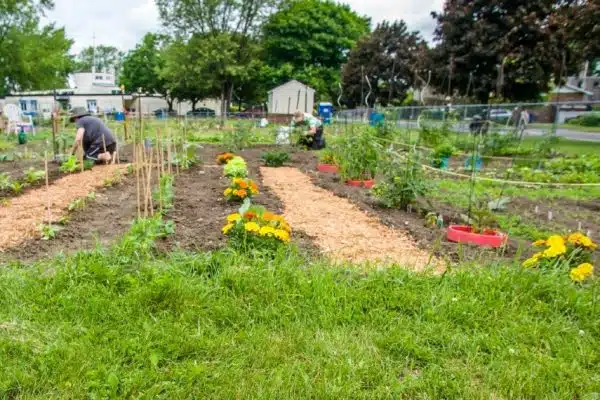 Faire un jardin communautaire